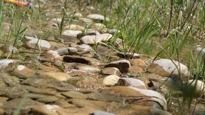 A natural outdoor setting with rocks and grass.