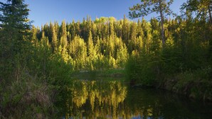A calm lake surrounded by dense forest with reflections of trees.