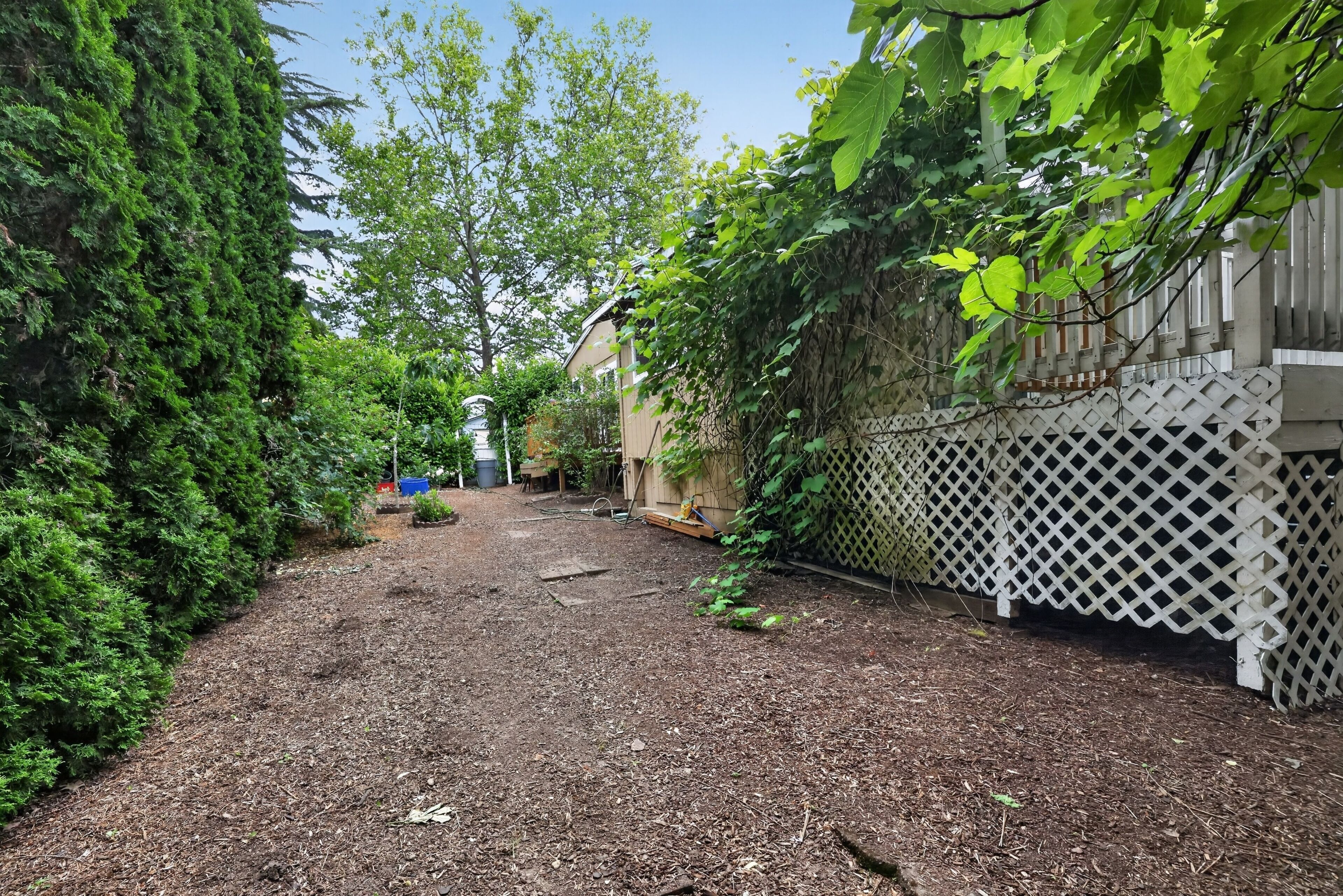 A backyard with a gravel path, dense foliage, and a white lattice fence.