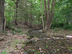 A forest stream with rocks and trees.