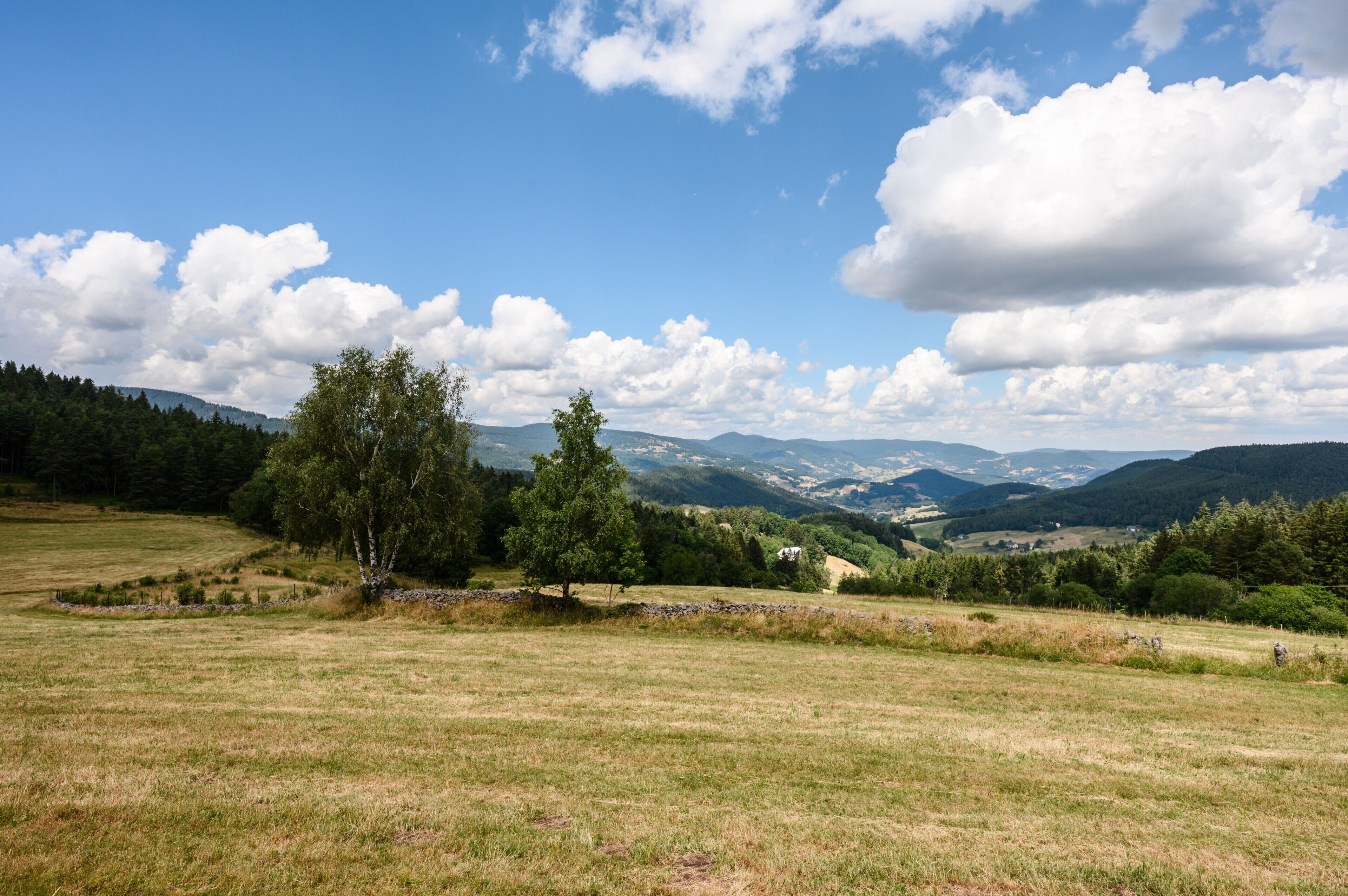 Paisatge rural amb cel blau, turons suaus i arbres dispersos.