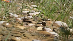 Un entorno natural al aire libre con rocas y hierba.