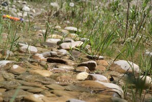 A natural outdoor setting with rocks and grass.