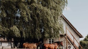 A stable with two horses, a wooden fence, and a building with a sloped roof. - 4 Star Holiday Home in Dronningmolle (Dronningmolle)