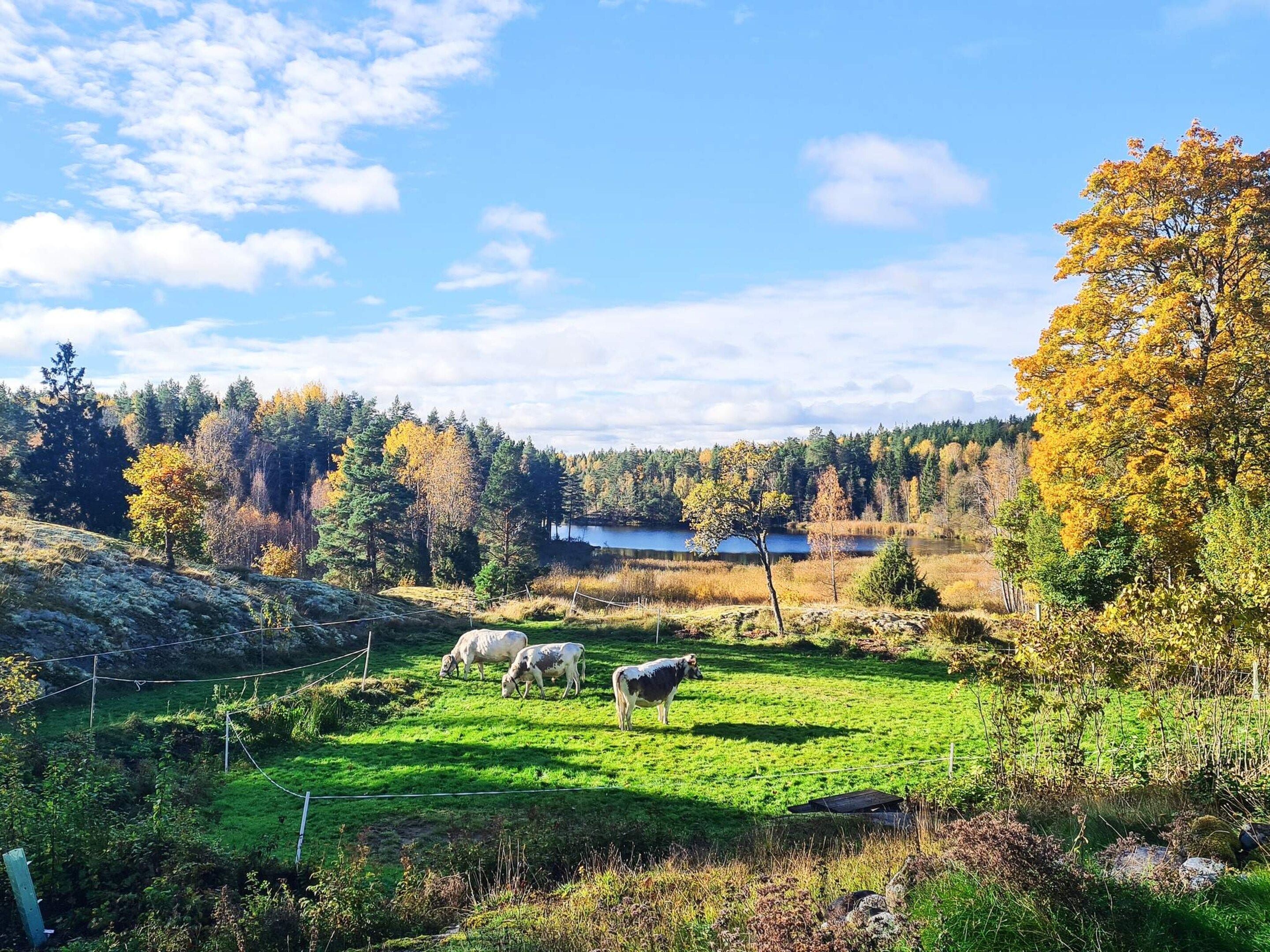 Landskab med sø, græssende køer og efterårsfarver.