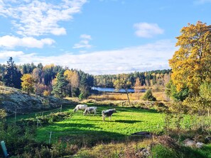 A rural landscape with a lake, grazing cows, and autumn foliage. - 5 Person Holiday Home in Mellosa (FLEN)