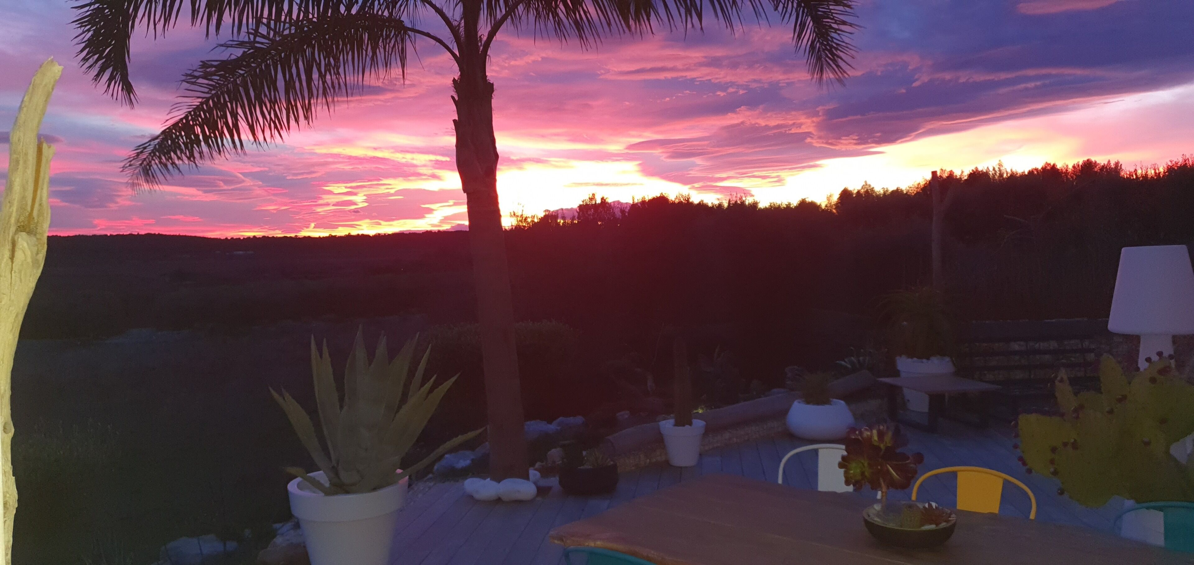 A sunset view with a palm tree, potted plants, and outdoor furniture.