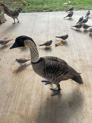 Eine Gans steht auf einer Holzfläche, umgeben von anderen Vögeln.