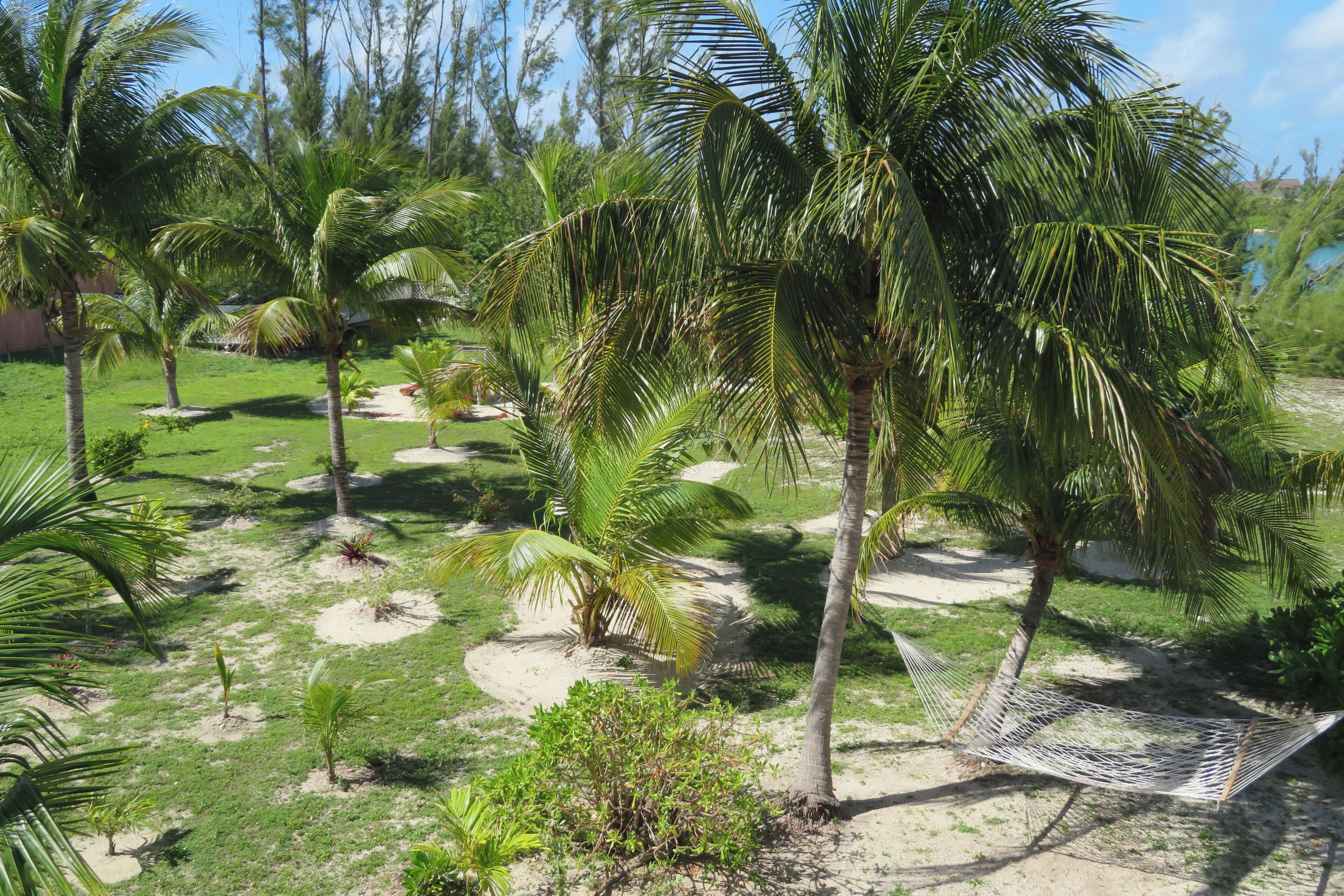 Un jardín tropical con palmeras, una hamaca y cielo despejado.