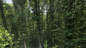 Un chemin en béton traverse une zone boisée, bordée de chaque côté d’arbres denses et d’une végétation luxuriante.