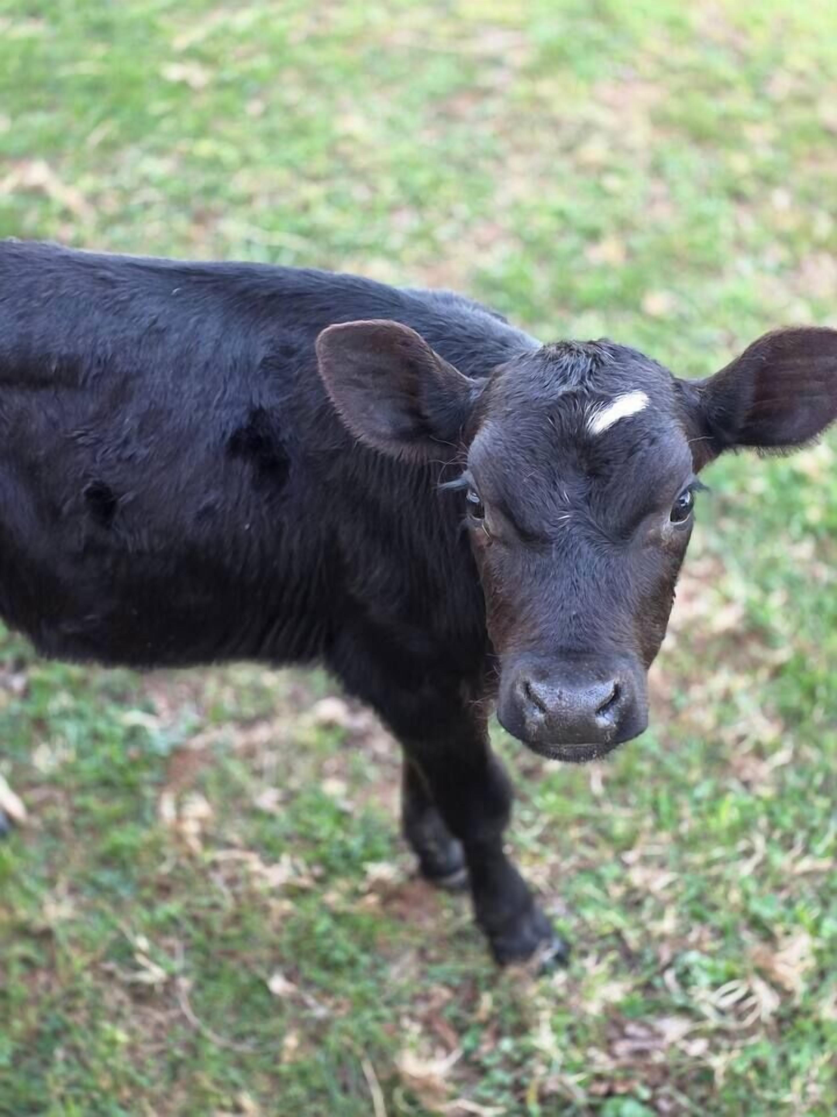 Uma vaca preta em pé na grama.
