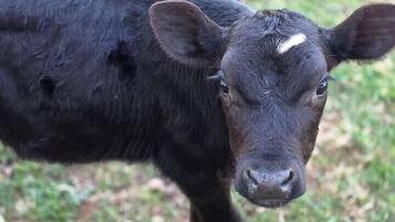 Uma vaca preta em pé na grama.