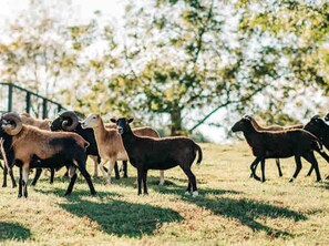 A group of sheep in a grassy field with trees in the background. - Private luxury dome with hot tub & fire pit. (Unionville)
