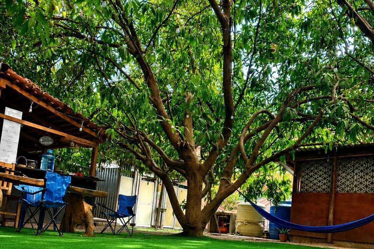 A tree in a yard with a hammock, a covered structure, and blue chairs.