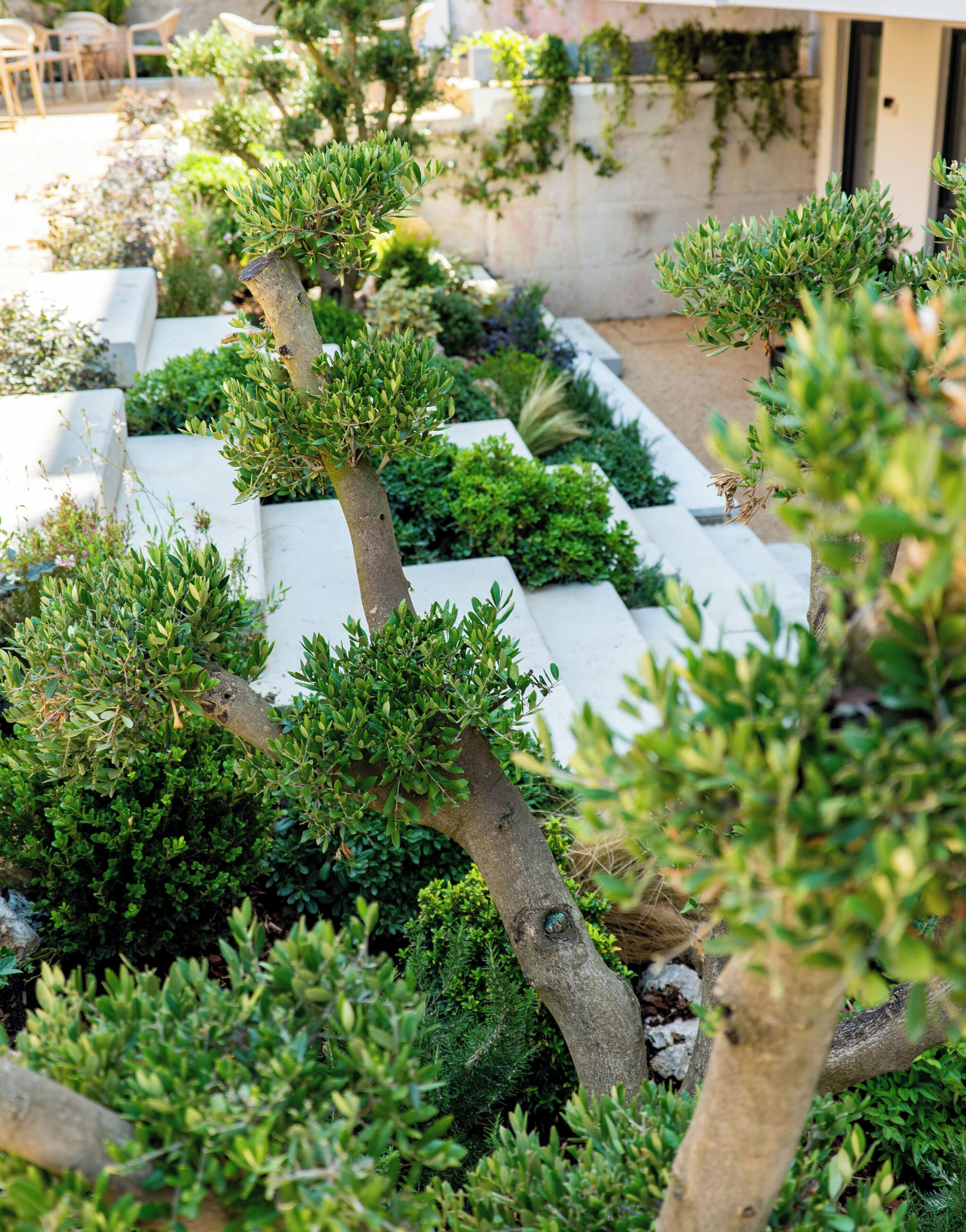 Un jardín con diversos arbustos y árboles, algunos en macetas y otros directamente en la tierra.