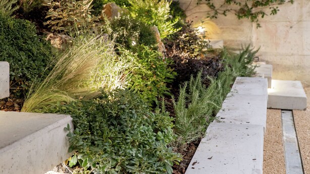 A garden area with a tree, various plants, and a pathway.