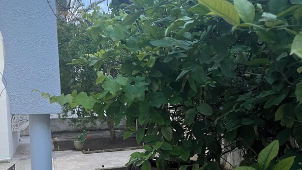 A garden area with a pathway, a white column, and dense foliage.