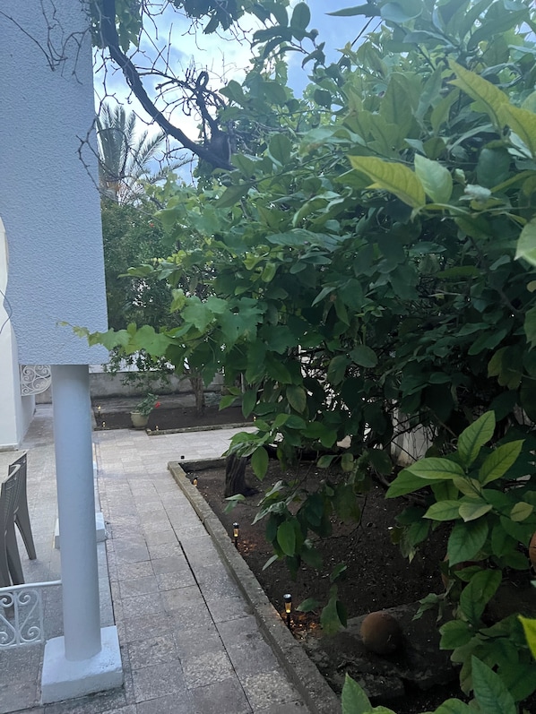 A garden area with a pathway, a white column, and dense foliage.