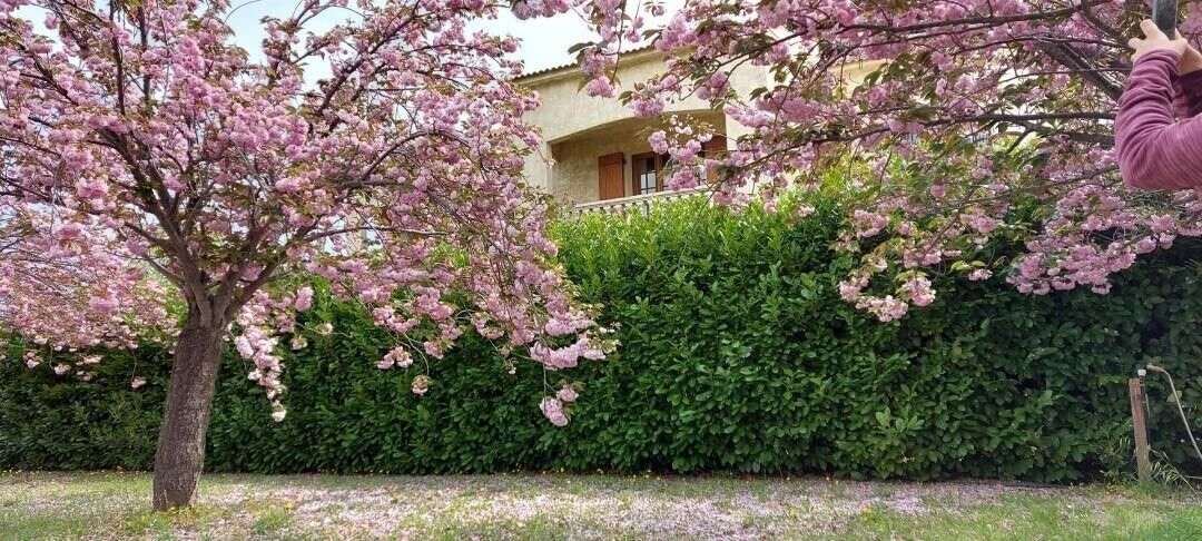 A tree with pink blossoms in front of a building with a balcony.