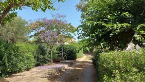 Un sendero bordeado por abundante vegetación y árboles.
