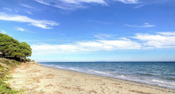 Ein Strand mit blauem Himmel, sandigem Ufer und einer Baumreihe.