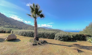 A palm tree in a landscaped area with a view of mountains and the sea. - Le 693 - PROPRIANO - Gîte (PROPRIANO)