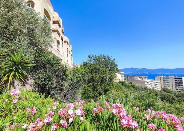Property grounds - Les Horizons - AJACCIO (AJACCIO)