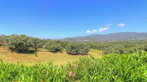 A landscape with olive trees and a clear sky. - Les oliviers 1 - SOLLACARO (SOLLACARO)