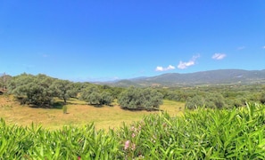Eine Landschaft mit Olivenbäumen und blauem Himmel.
