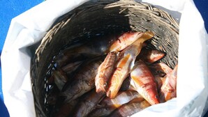 Una cesta llena de pescado.