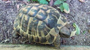 A tortoise on the ground with a patterned shell, surrounded by soil and sparse vegetation. - A casetta - SANT ANDREA D'ORCINO (SANT ANDREA D'ORCINO)