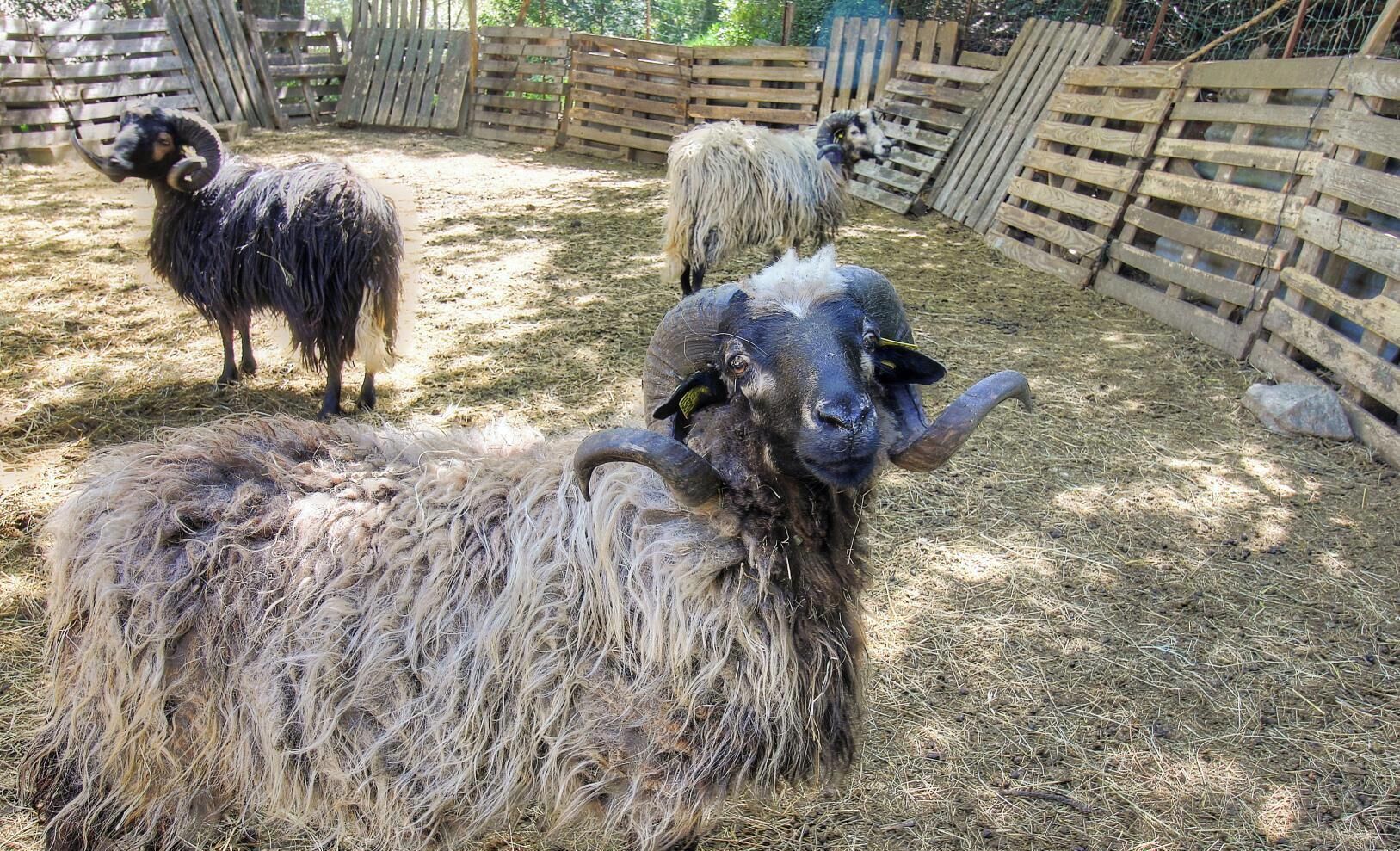 A ram with a curved horn in a pen with wooden fencing.