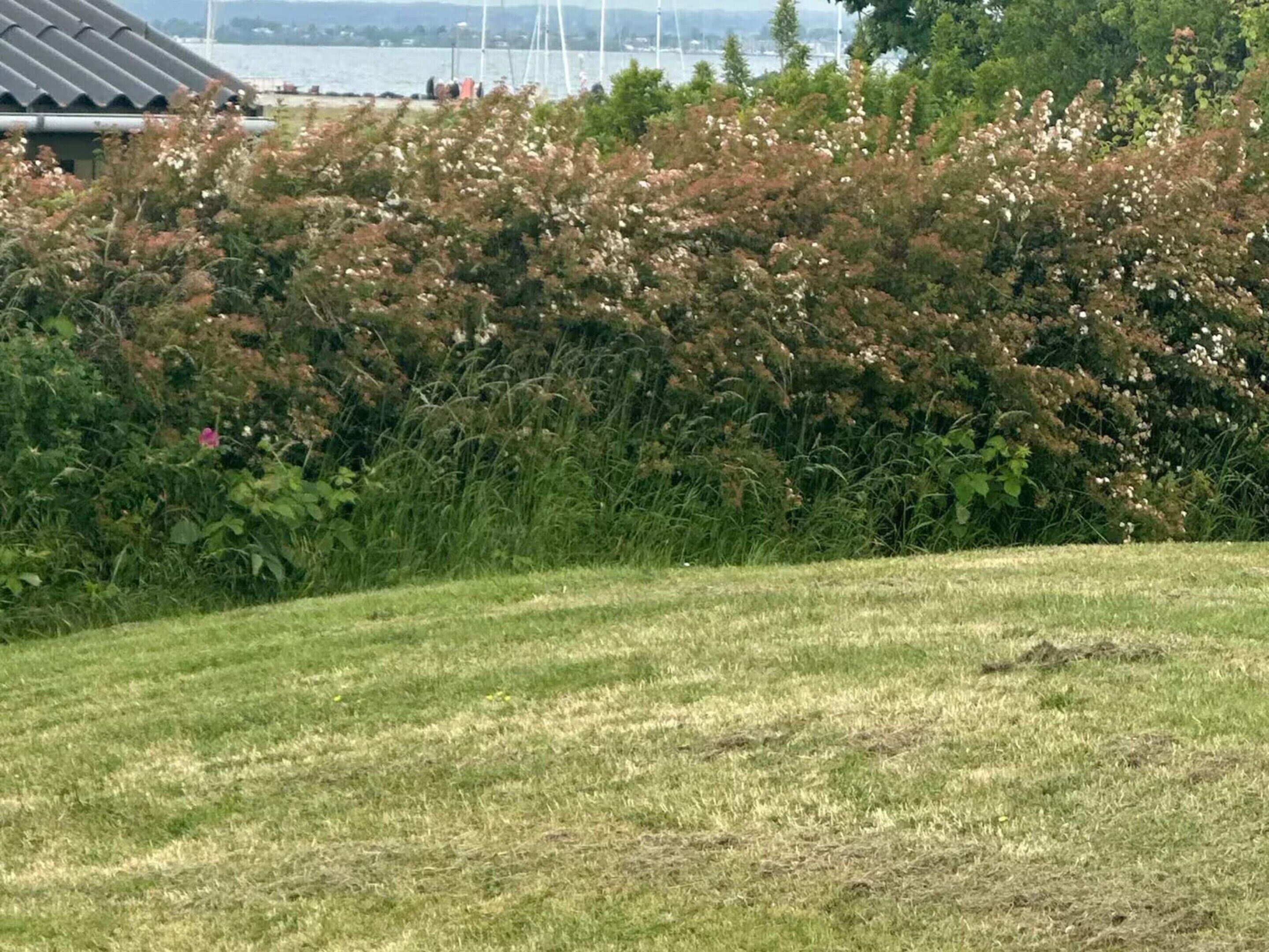 A grassy area with dense shrubbery and a body of water in the background.