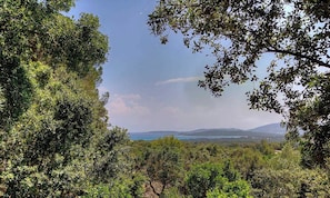 Eine natürliche Landschaft mit dichtem Grün und einer entfernten Aussicht auf ein Gewässer und Hügel.
