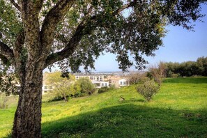 Eine baumbestandene Wiese mit einem Gebäude im Hintergrund.