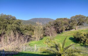 A grassy landscape with trees and a mountain in the background. - The Orange Tree - SOLLACARO (SOLLACARO)