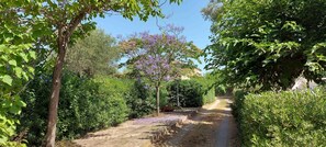 Un sendero bordeado por abundante vegetación y árboles.