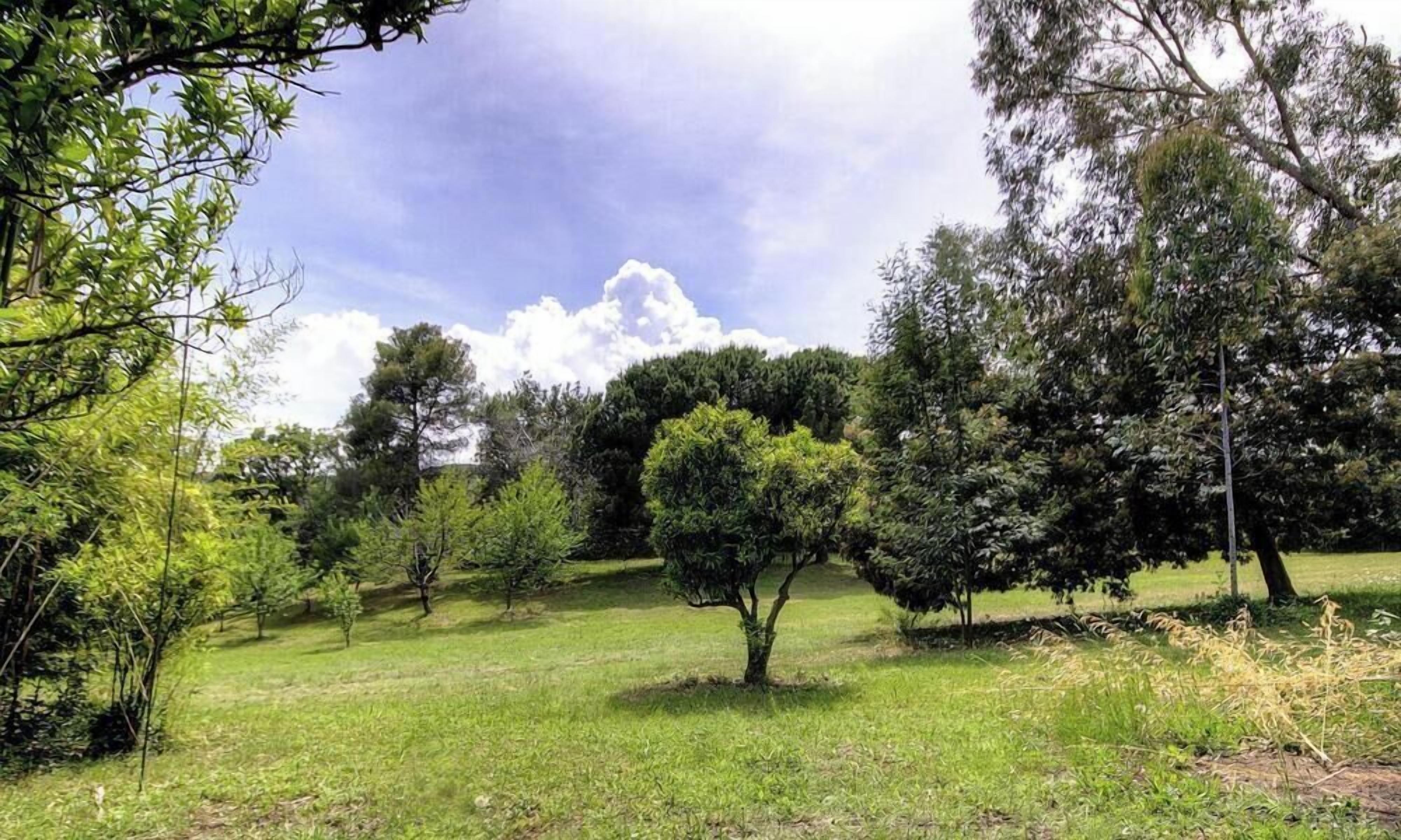 Un prato erboso con alberi e cielo sereno.