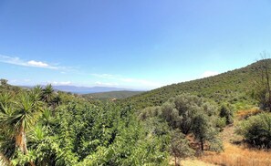 A landscape with dense vegetation, a clear sky, and distant mountains. - LE GENEVRIER - SERRA DI FERRO (SERRA DI FERRO)