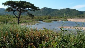 Paesaggio naturale con un albero imponente, uno specchio d'acqua e colline sullo sfondo.