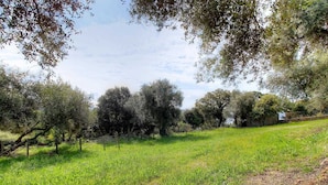 Un prato erboso con alberi e una recinzione.