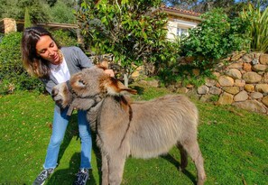 Eine Person interagiert mit einem Esel auf einer grünen Wiese, im Hintergrund eine Steinmauer und viel Grün.