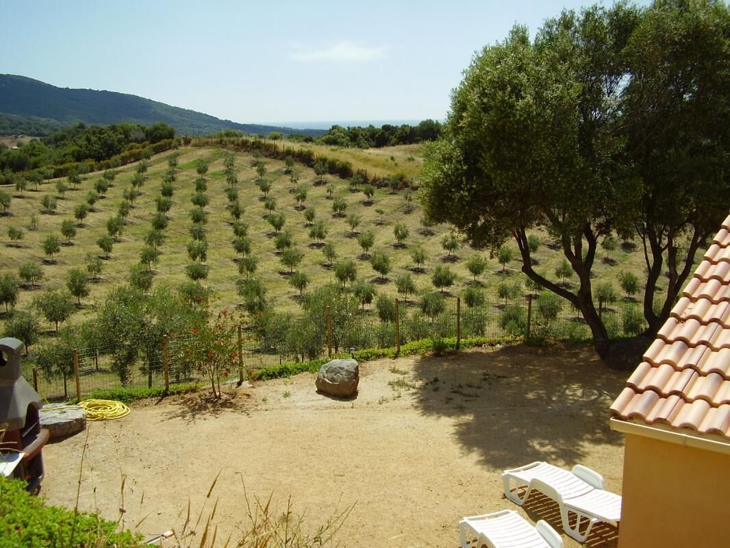 A vineyard with rows of trees, a patio area with chairs, and a building with a tiled roof.