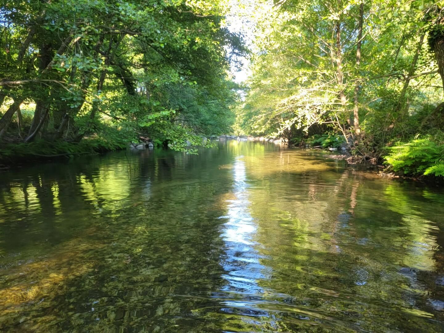 A river surrounded by dense greenery.