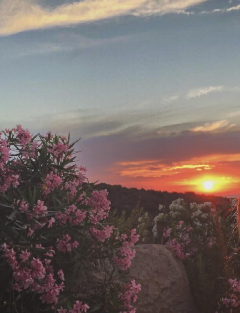 Een zonsondergang met roze bloemen en een rots op de voorgrond.