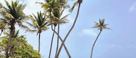Tæt på stranden