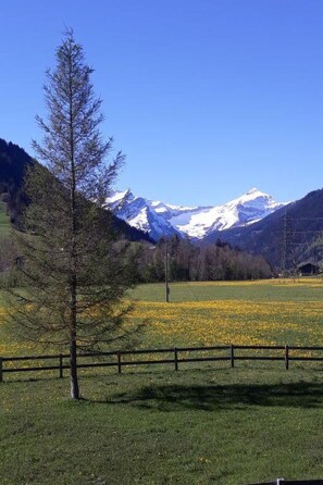 Berglandschap met besneeuwde toppen, een heldere lucht en een veld vol gele bloemen.