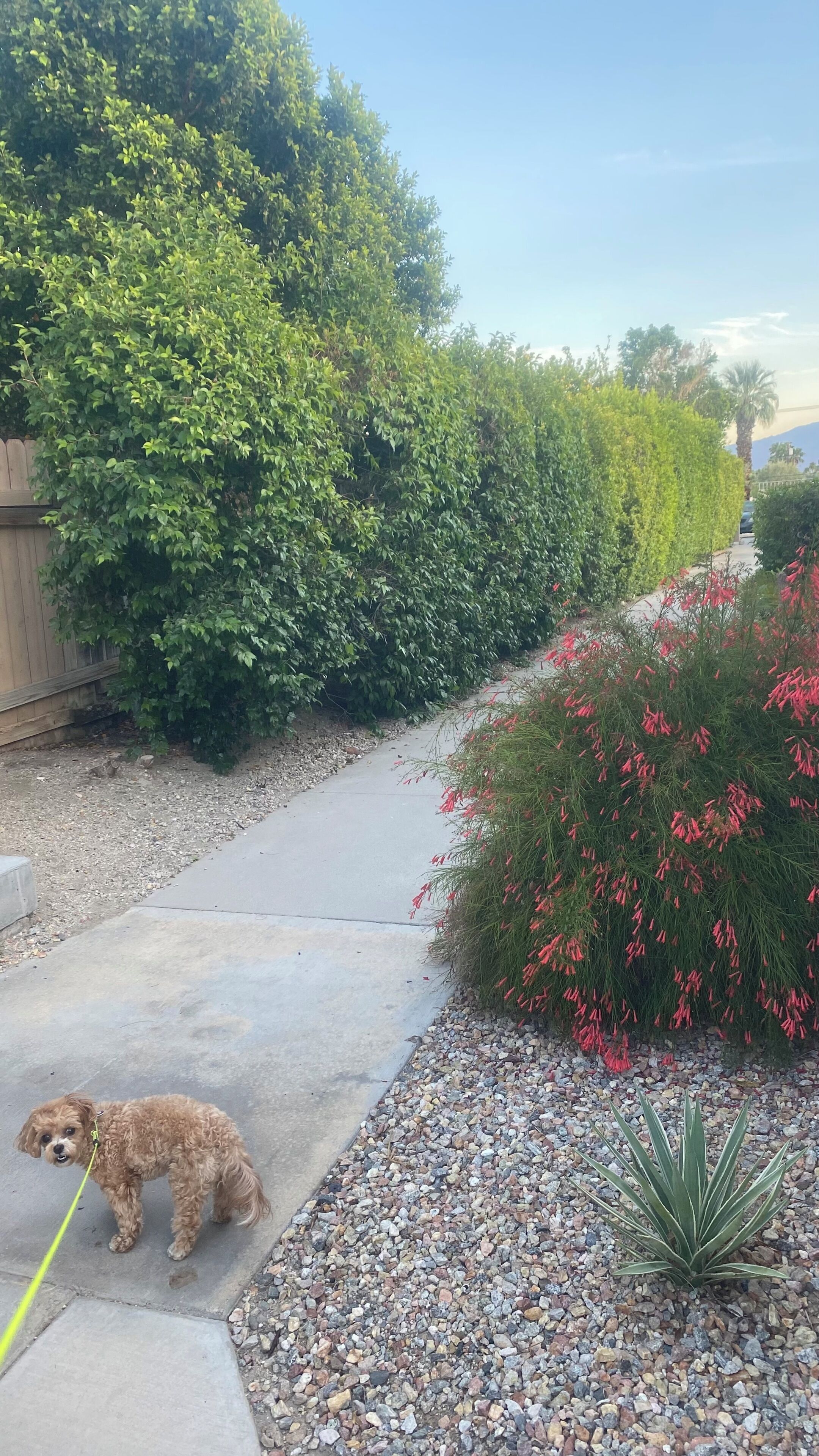 A paved pathway, a dog on a leash, and a variety of plants including a shrub with red flowers and a small agave plant.