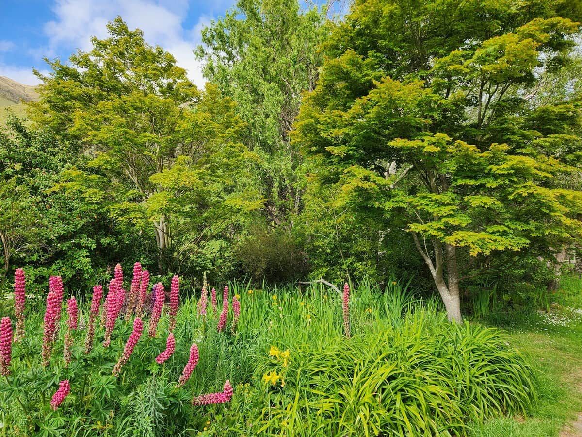 Un jardin où l’on trouve une variété de plantes et d’arbres.