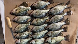 A collection of fish on a brown paper surface with a knife. - The Narrows on Lawrence Lake
Privacy, Hot Tub, Beach, Dock, Quick Trail Access (Outing)